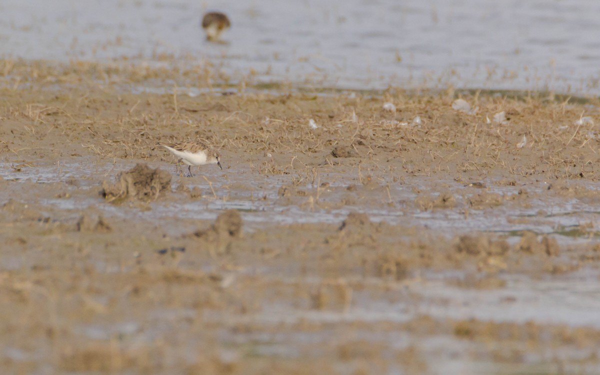 dvergsnipe - ML149096971