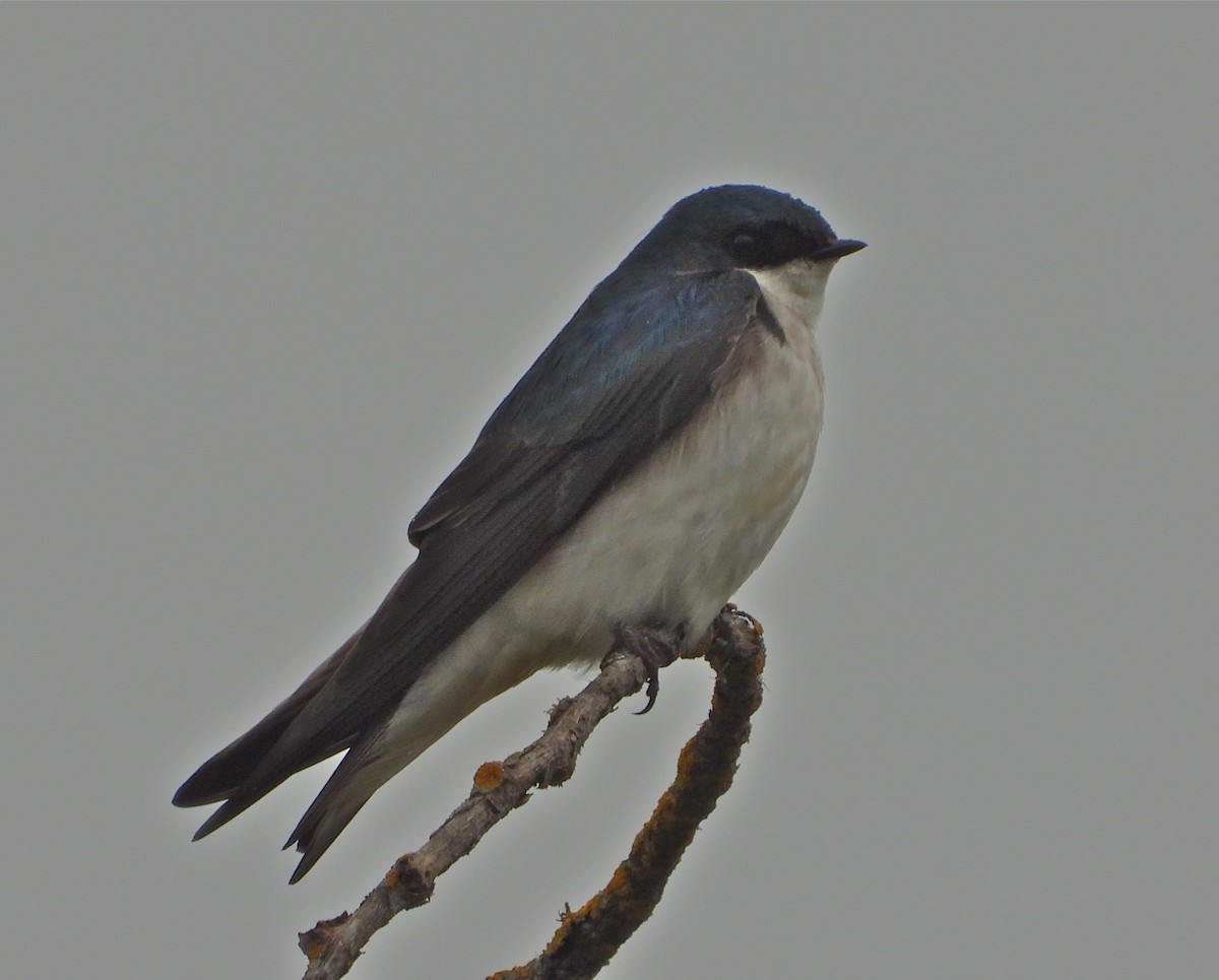 Tree Swallow - Pair of Wing-Nuts