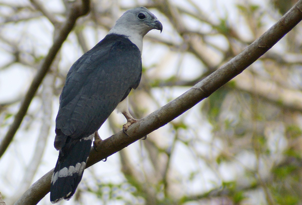 Gray-headed Kite - ML149099681