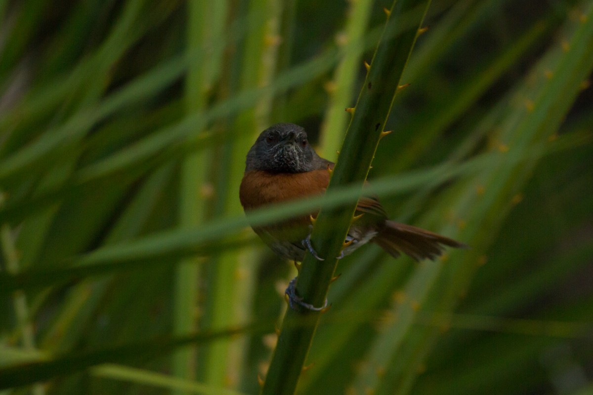 Rufous-breasted Spinetail - ML149102571