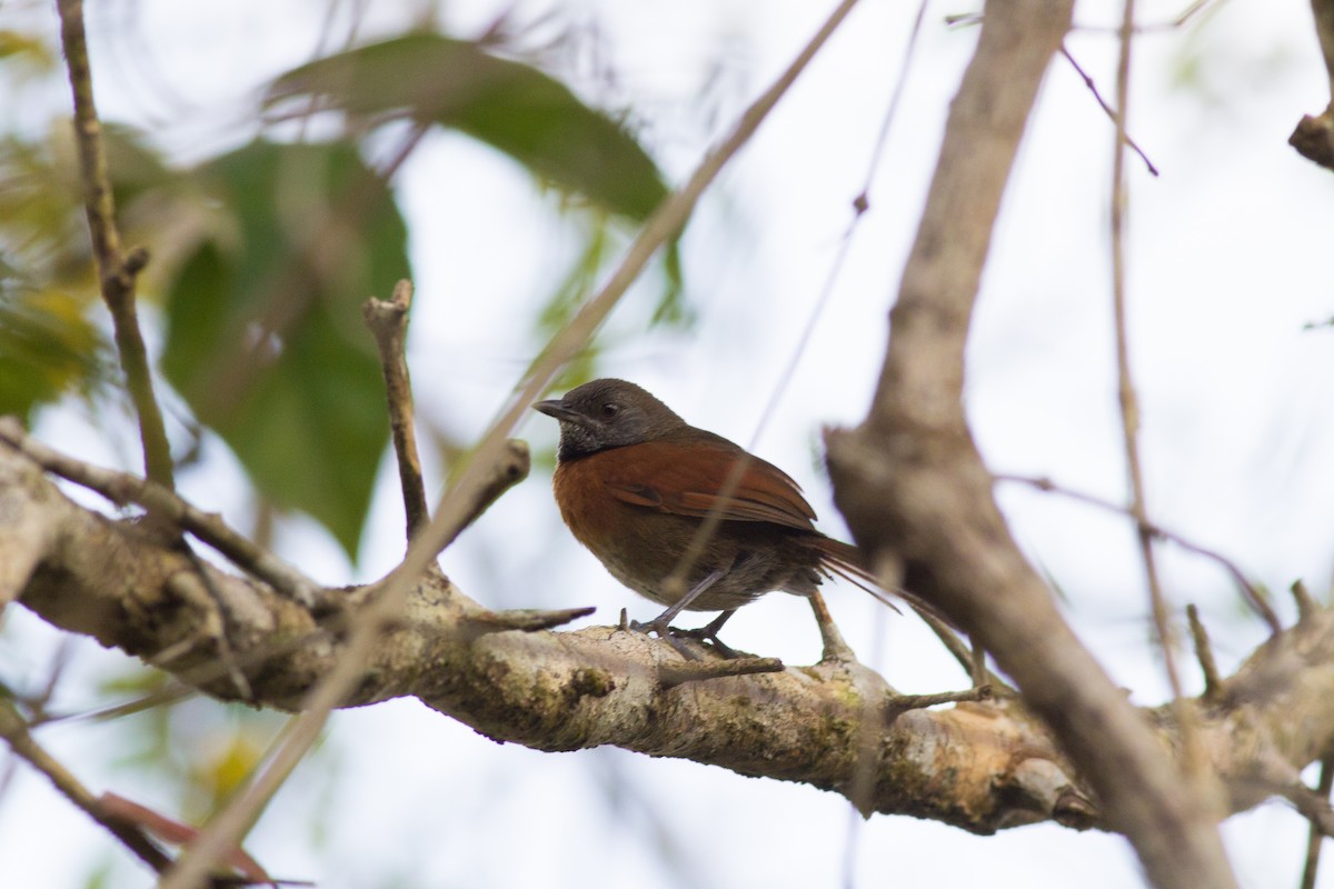 Rufous-breasted Spinetail - ML149102611