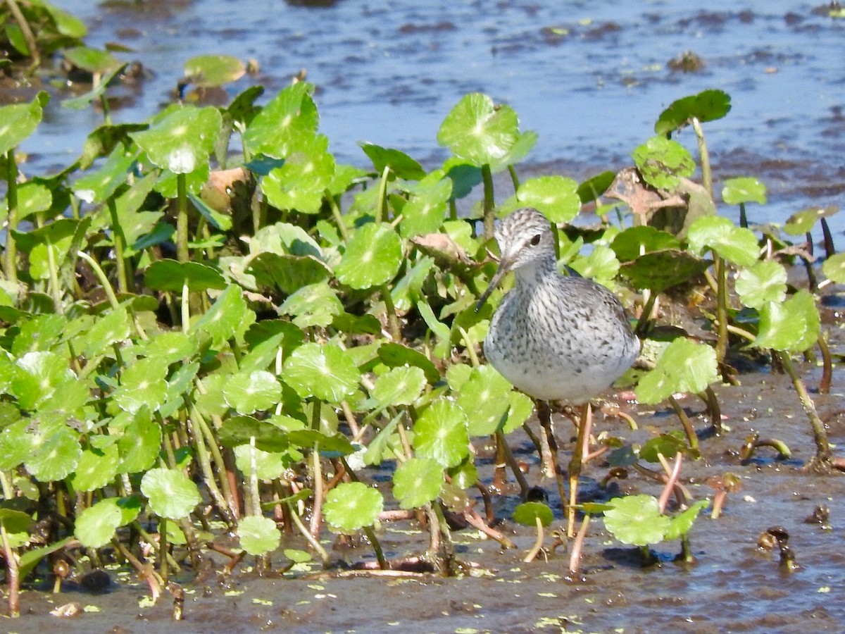 Lesser Yellowlegs - ML149103161