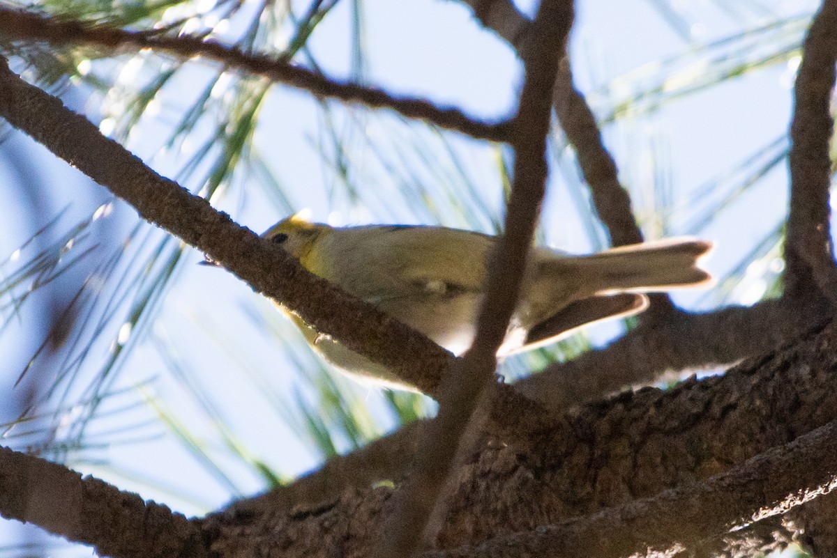 Olive Warbler - ML149105961