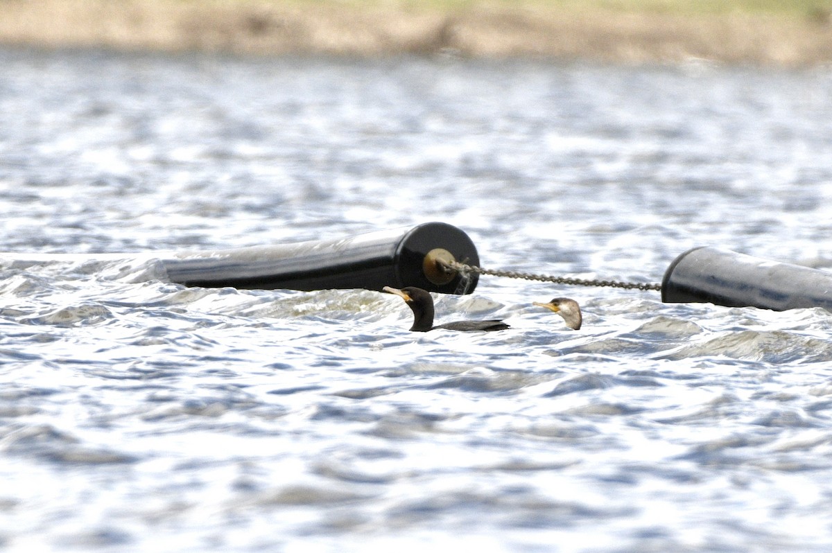 Neotropic Cormorant - ML149106591