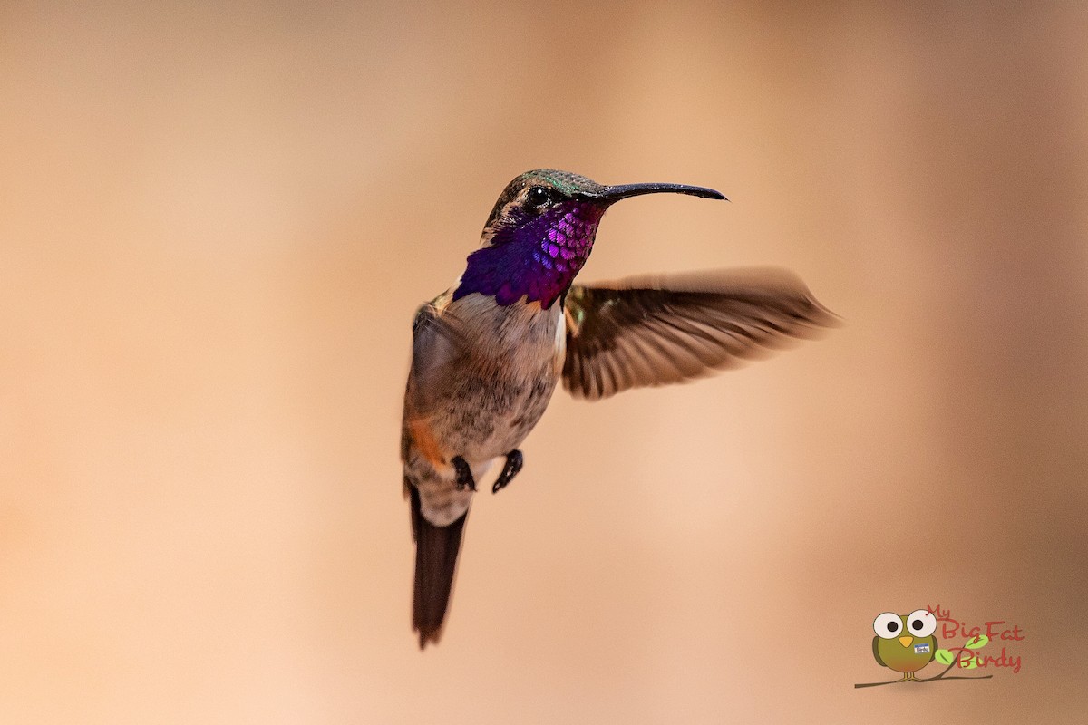 Lucifer Hummingbird - My Big Fat Birdy