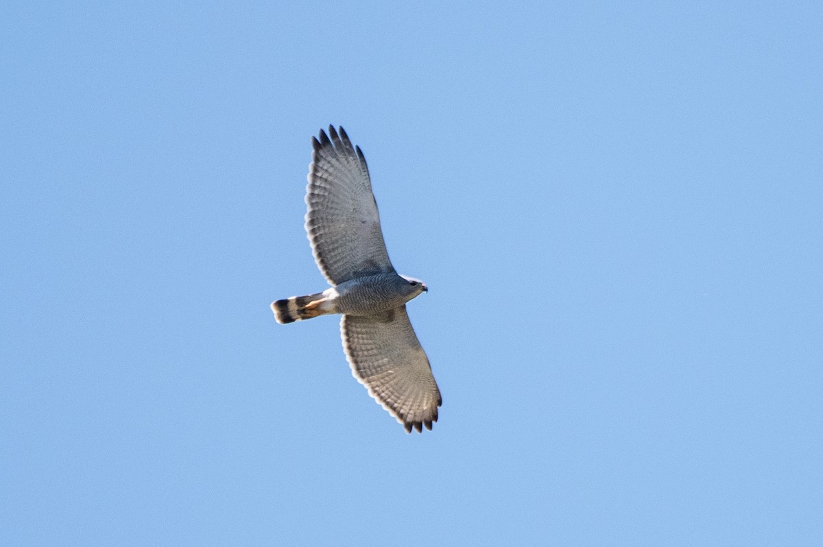 Gray Hawk - ML149107701