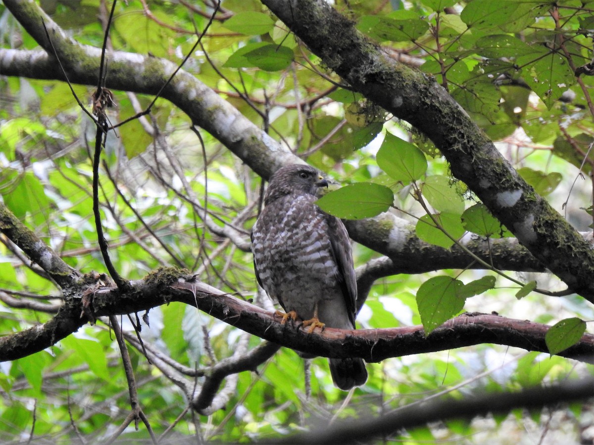 káně širokokřídlá (ssp. platypterus) - ML149108631