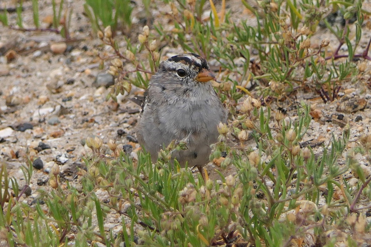 White-crowned Sparrow - Robert Hamilton