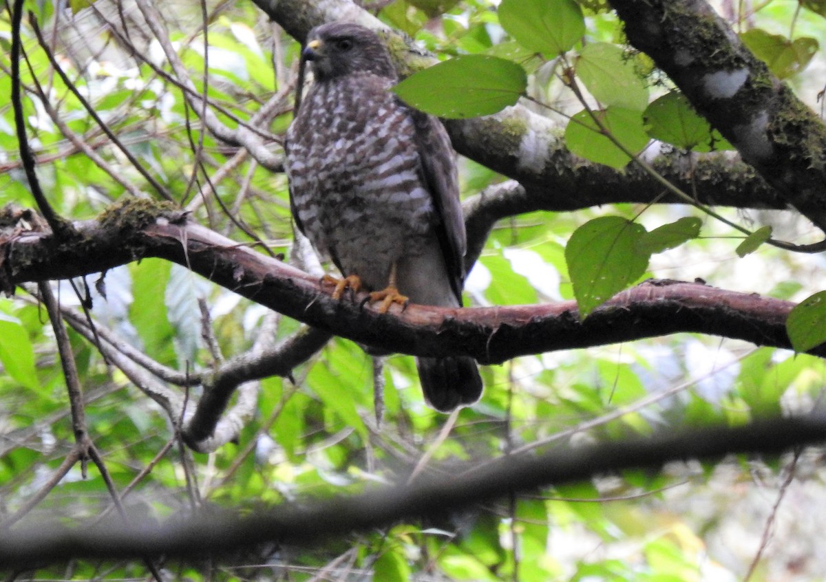 káně širokokřídlá (ssp. platypterus) - ML149109791