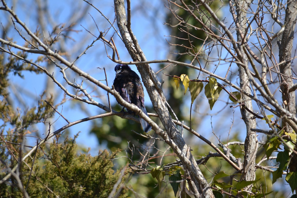 Common Grackle - ML149110031