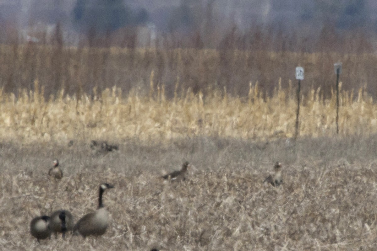 Greater White-fronted Goose - Michael Bowen