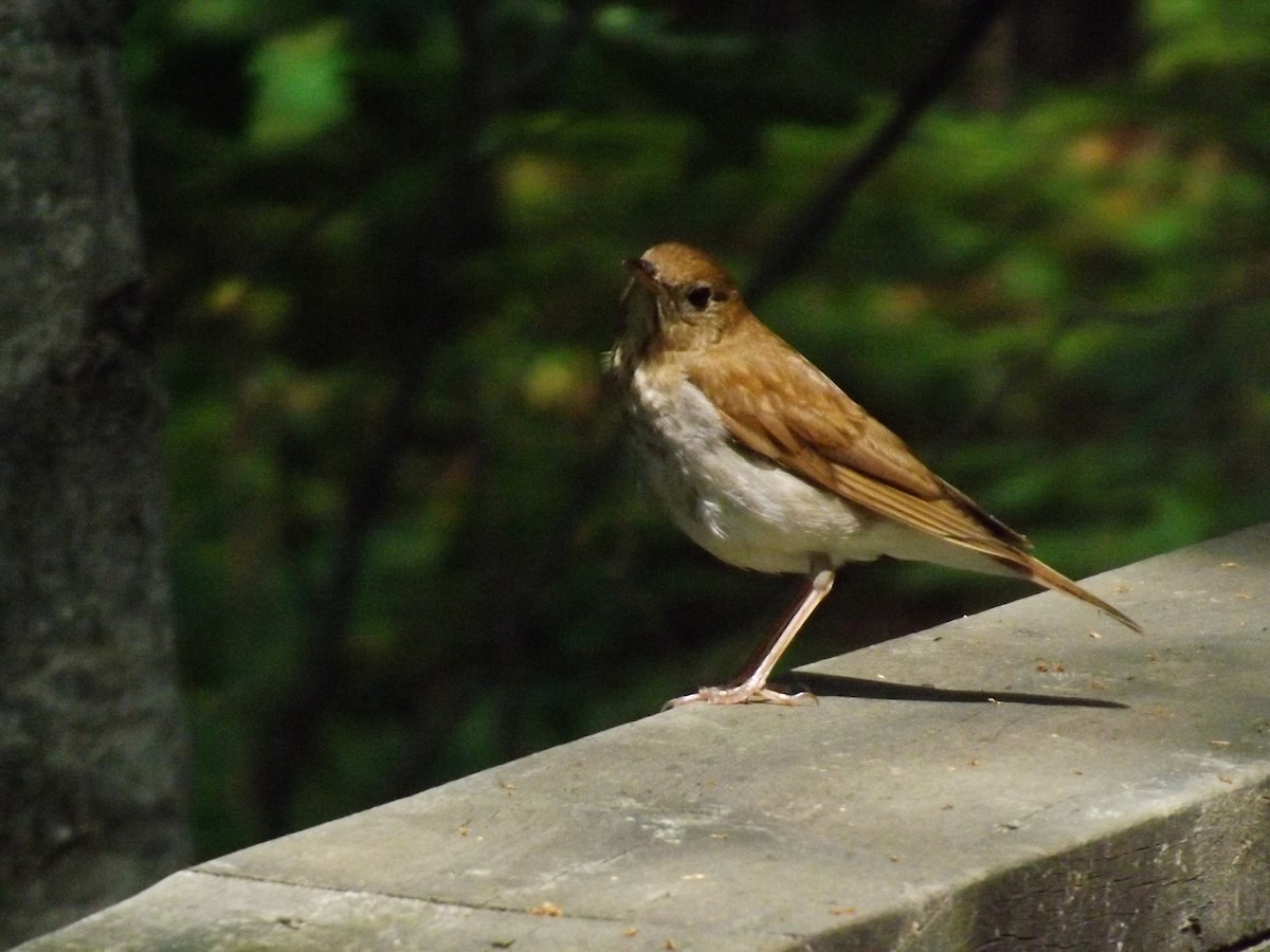 Veery - ML149113161