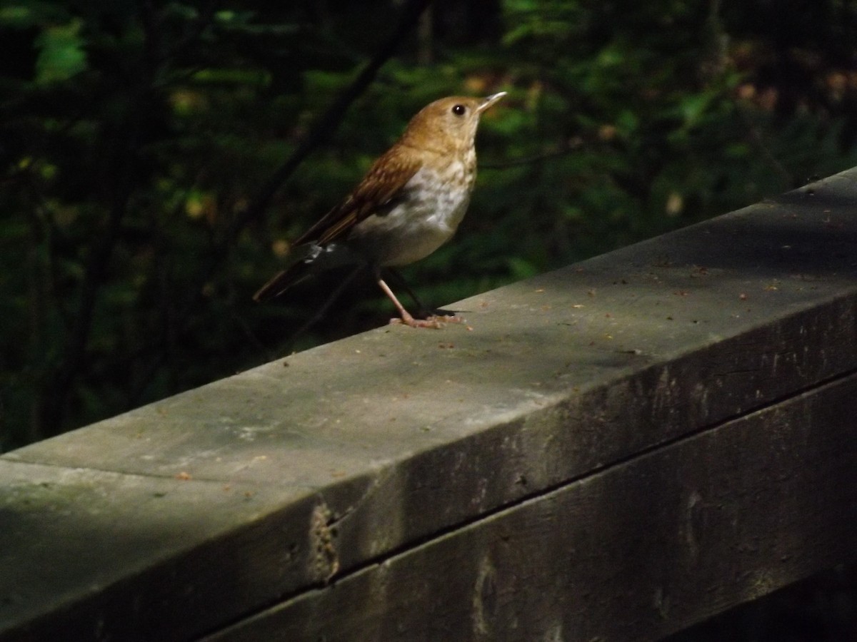 Veery - ML149113261