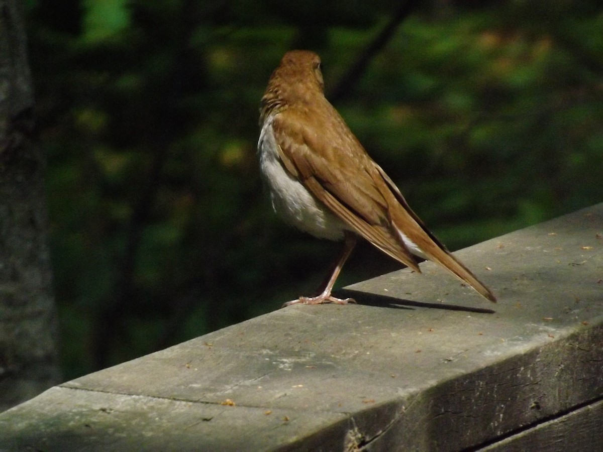 Veery - ML149113271