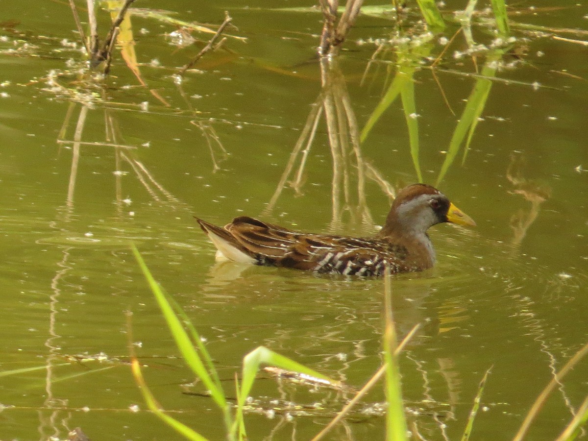 Polluela Sora - ML149113341