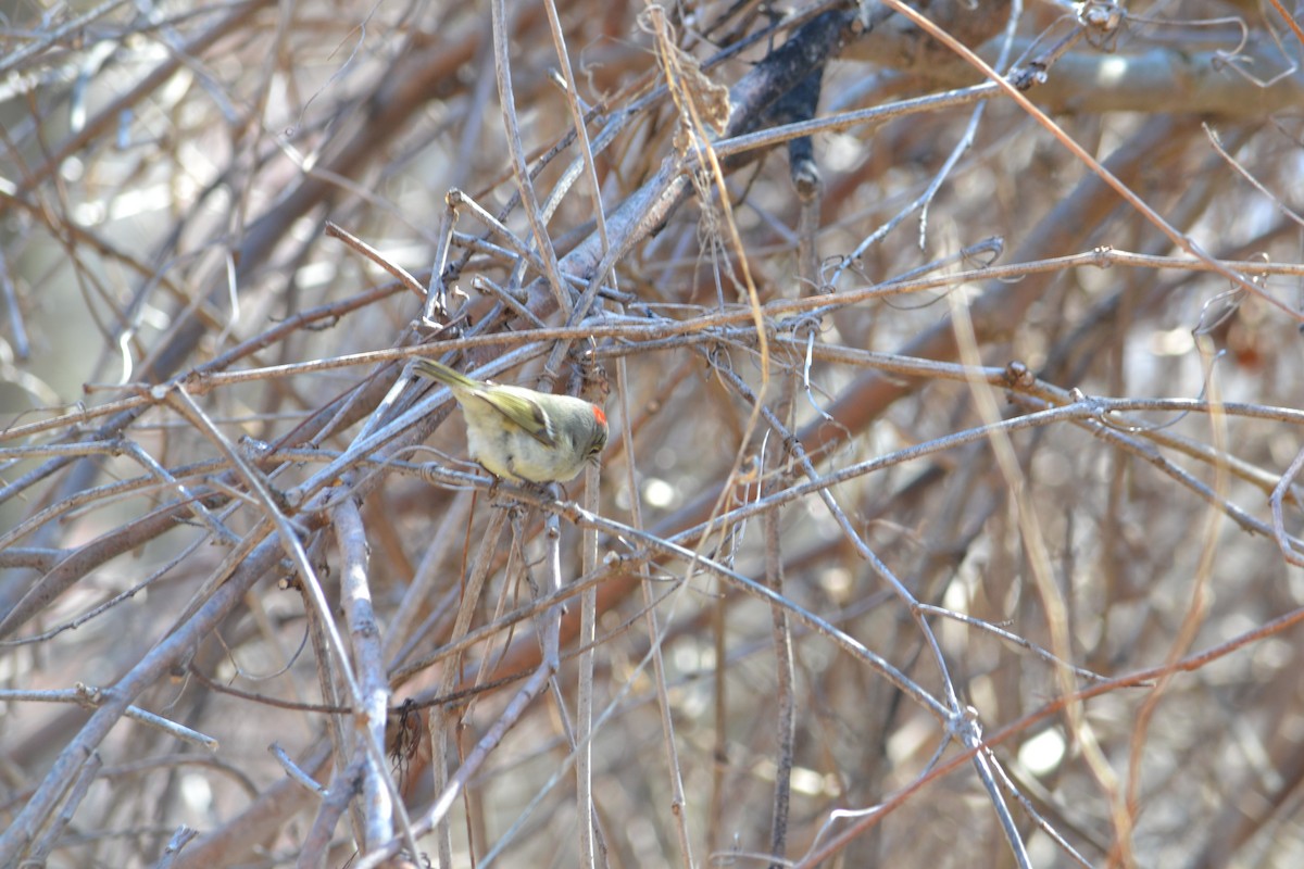 Ruby-crowned Kinglet - ML149114371