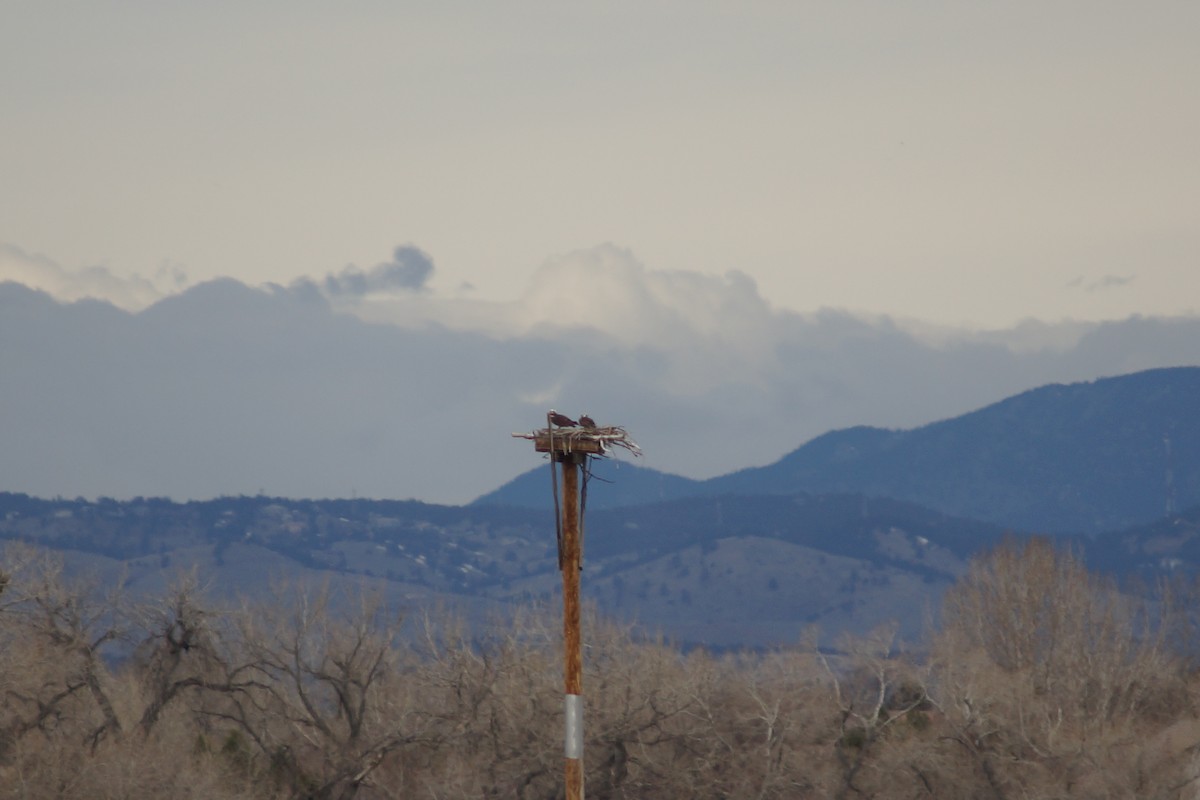 Osprey - ML149116681