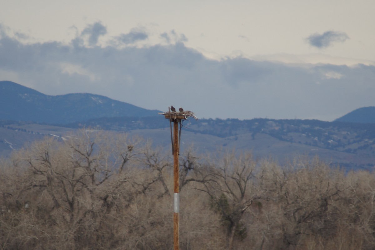 Osprey - ML149116691