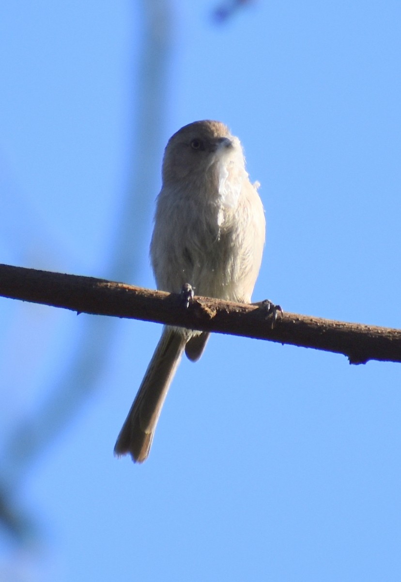 Bushtit - Caleb Snarr