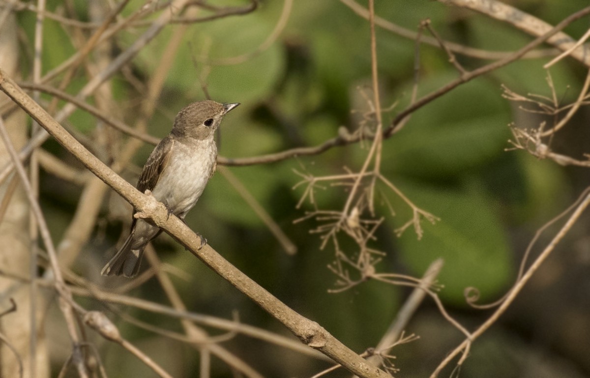 Asian Brown Flycatcher - ML149119591
