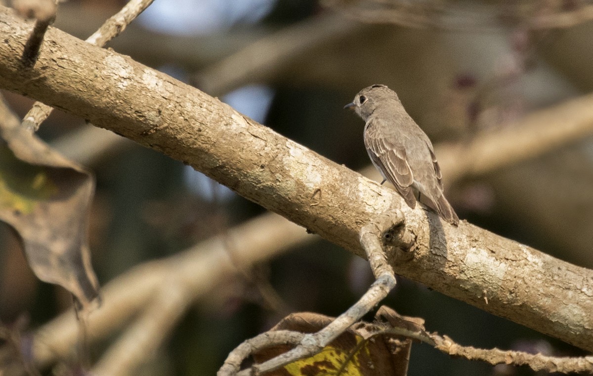 Asian Brown Flycatcher - ML149119601