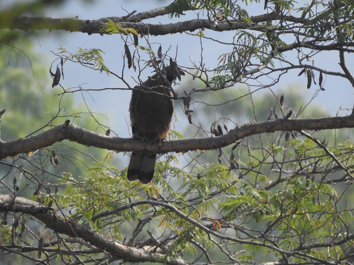 Oriental Honey-buzzard - ML149119991