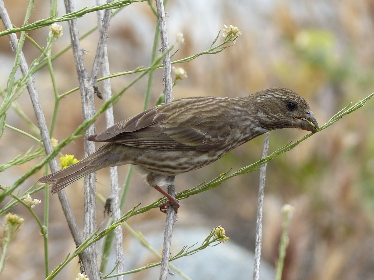 Purple Finch - ML149120741