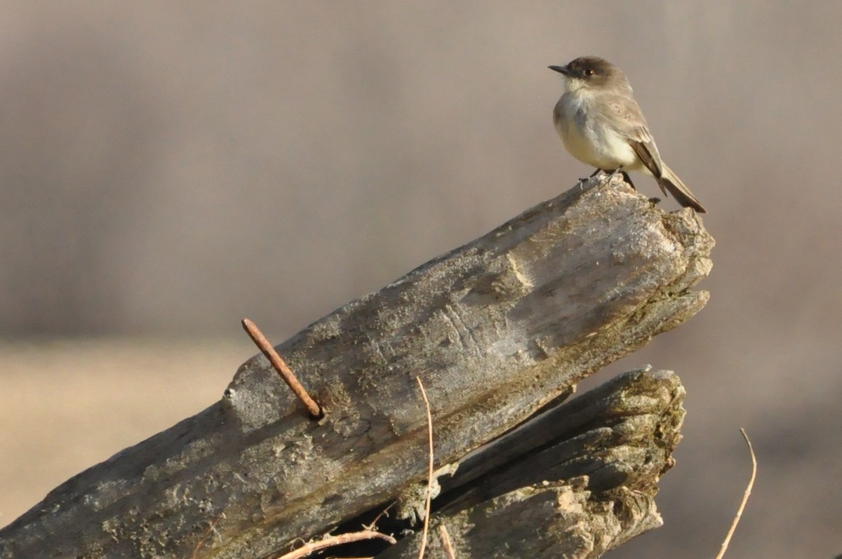 Eastern Phoebe - Steve Kinsley