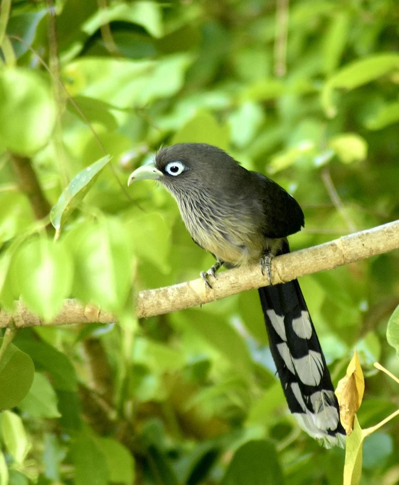 Blue-faced Malkoha - Prakash G