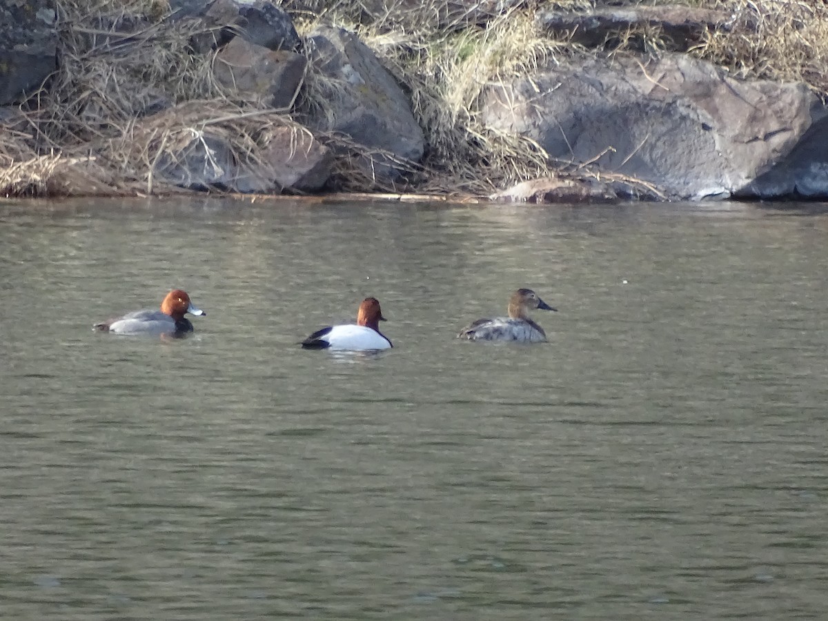 Canvasback - ML149124881