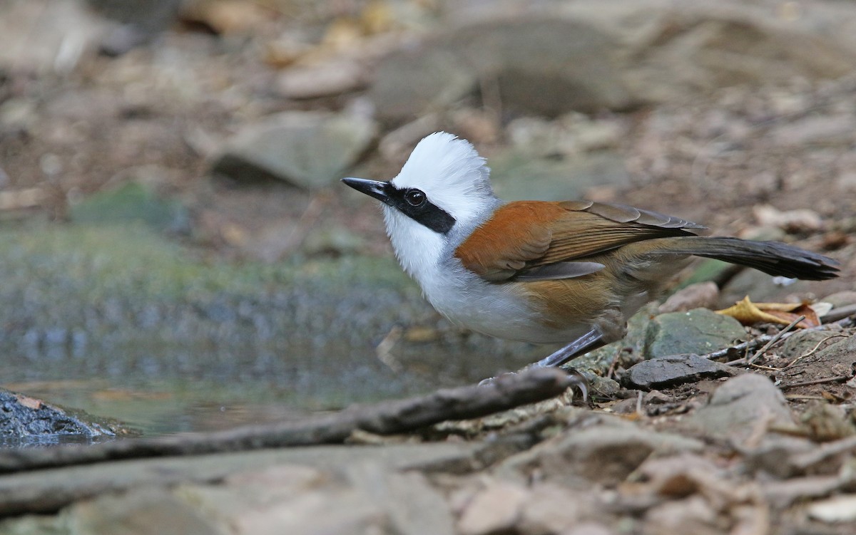 White-crested Laughingthrush - ML149125951