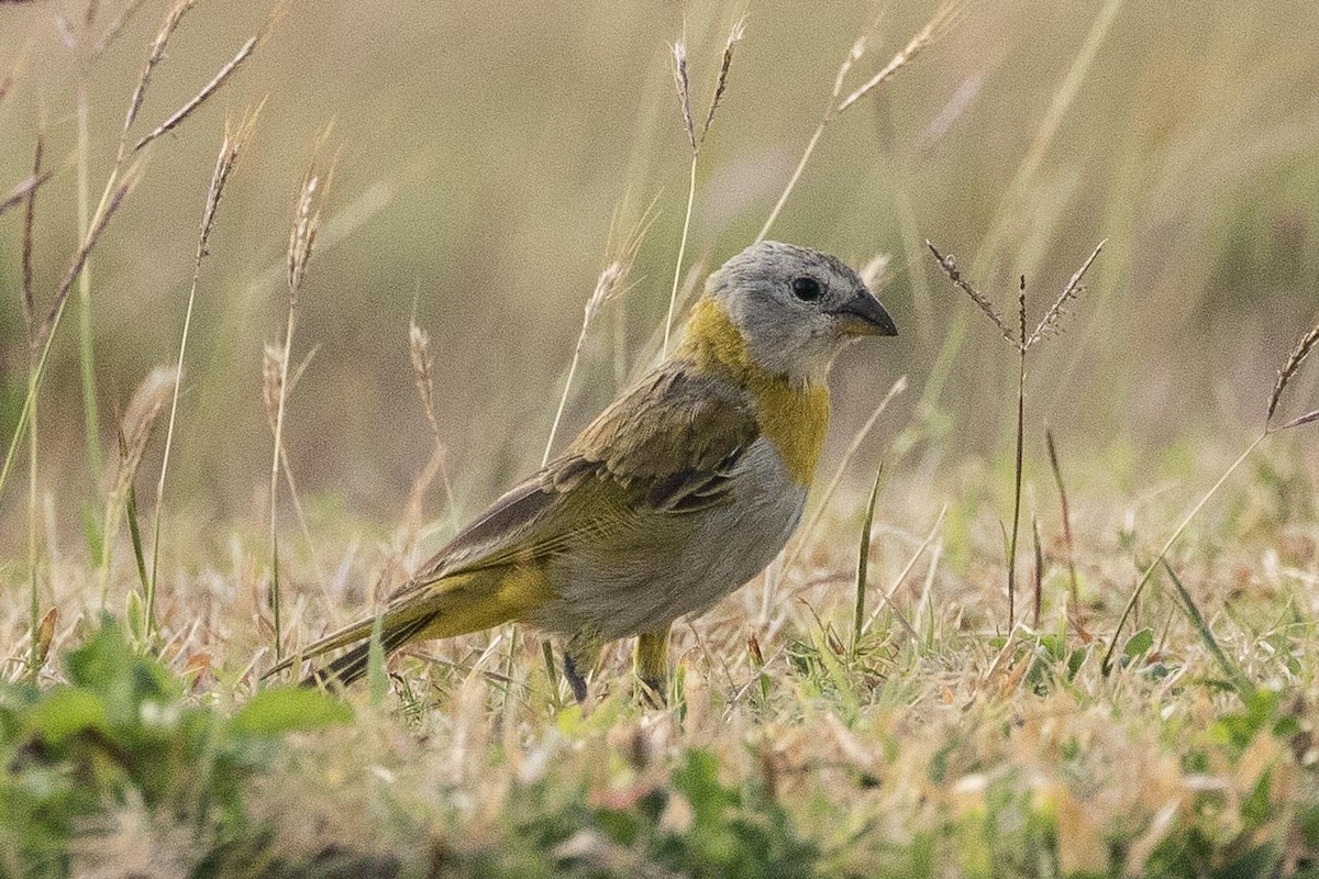 Saffron Finch - ML149126581