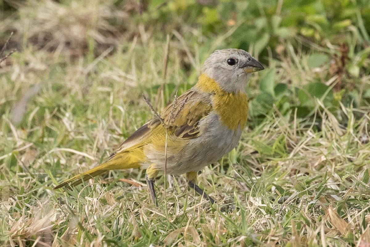 Saffron Finch - ML149126601