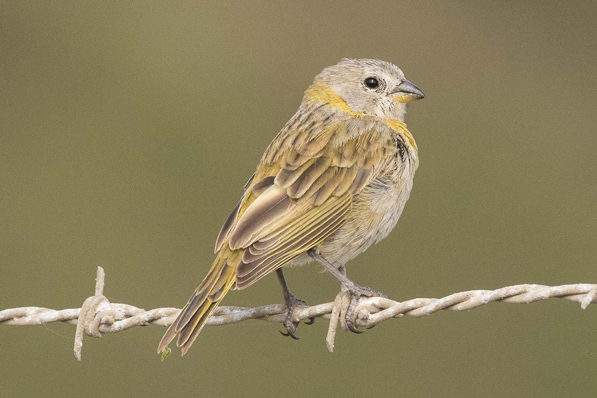 Saffron Finch - Eric VanderWerf