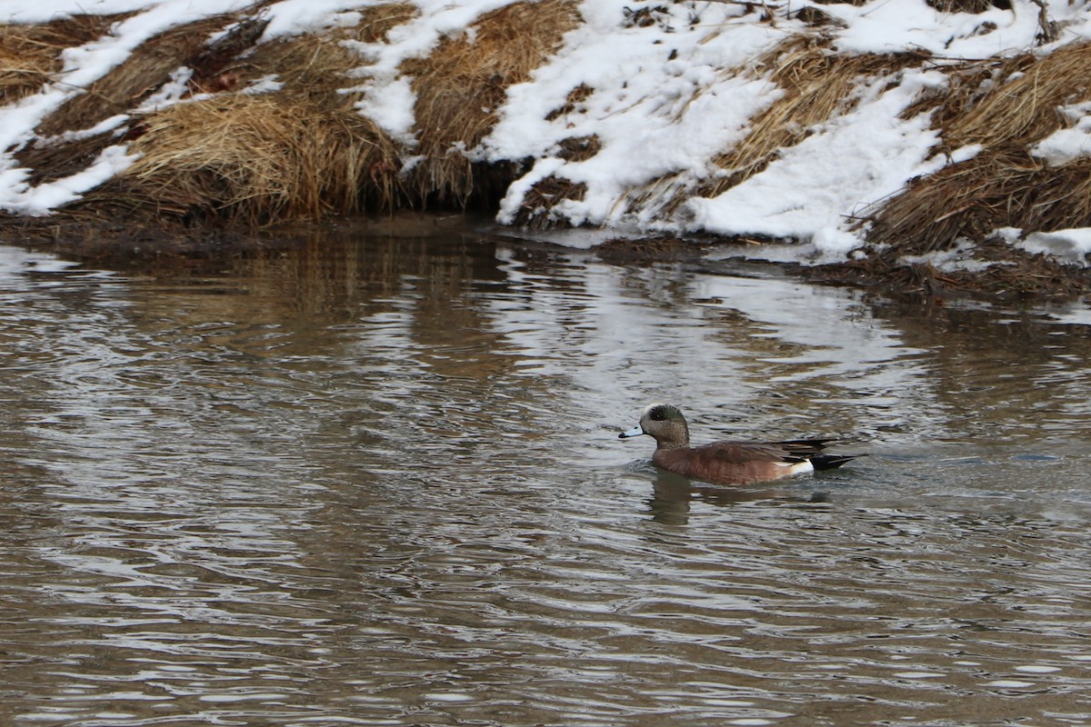 American Wigeon - ML149126971