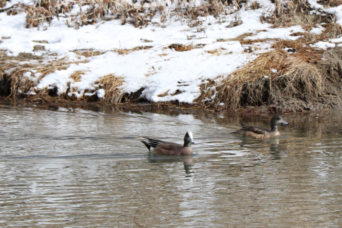 American Wigeon - ML149126981