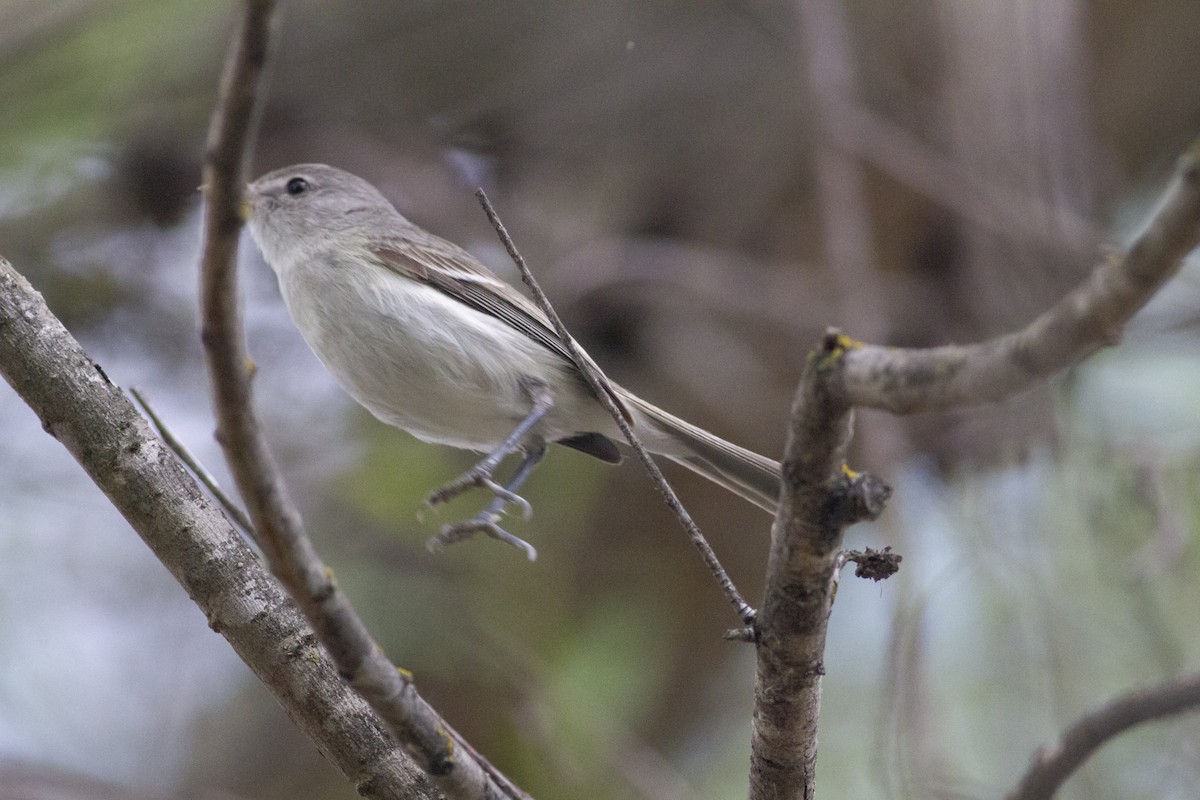 Bell's Vireo - Nathan French