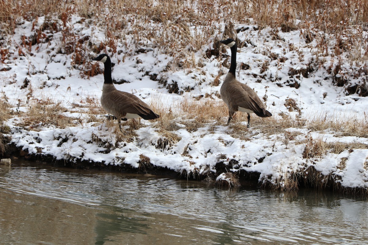 Canada Goose - ML149127591