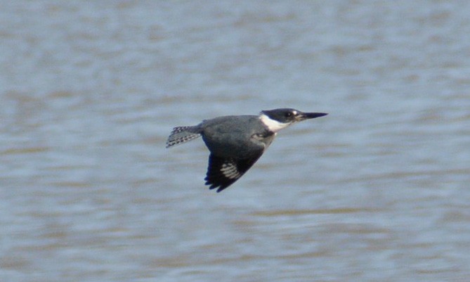 Belted Kingfisher - ML149128001