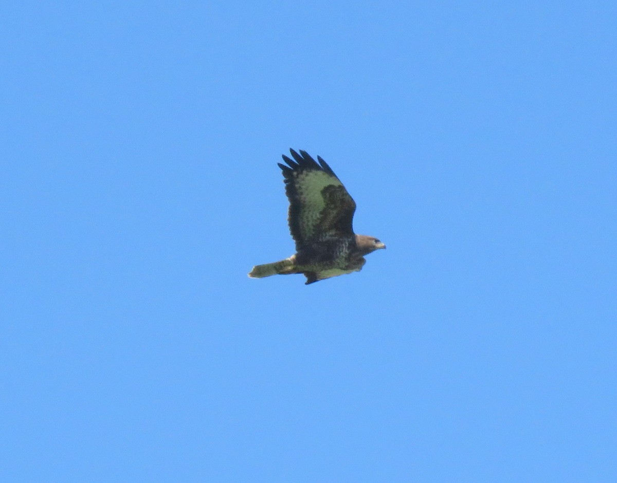 Common Buzzard (Western) - ML149128161