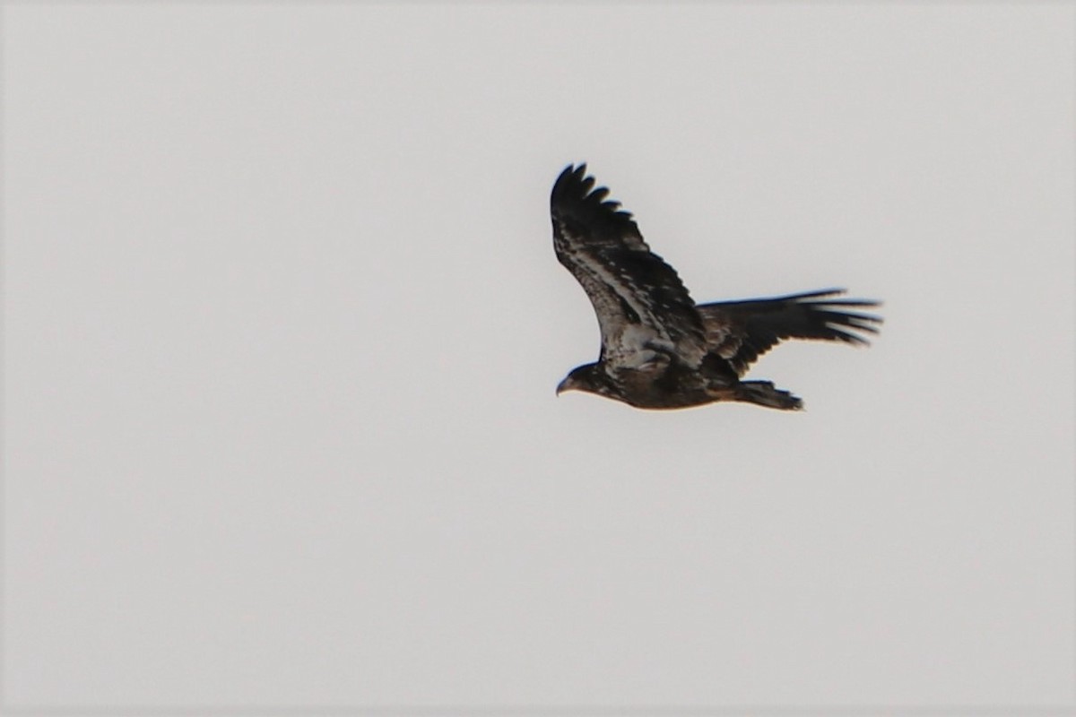 Bald Eagle - ML149128841