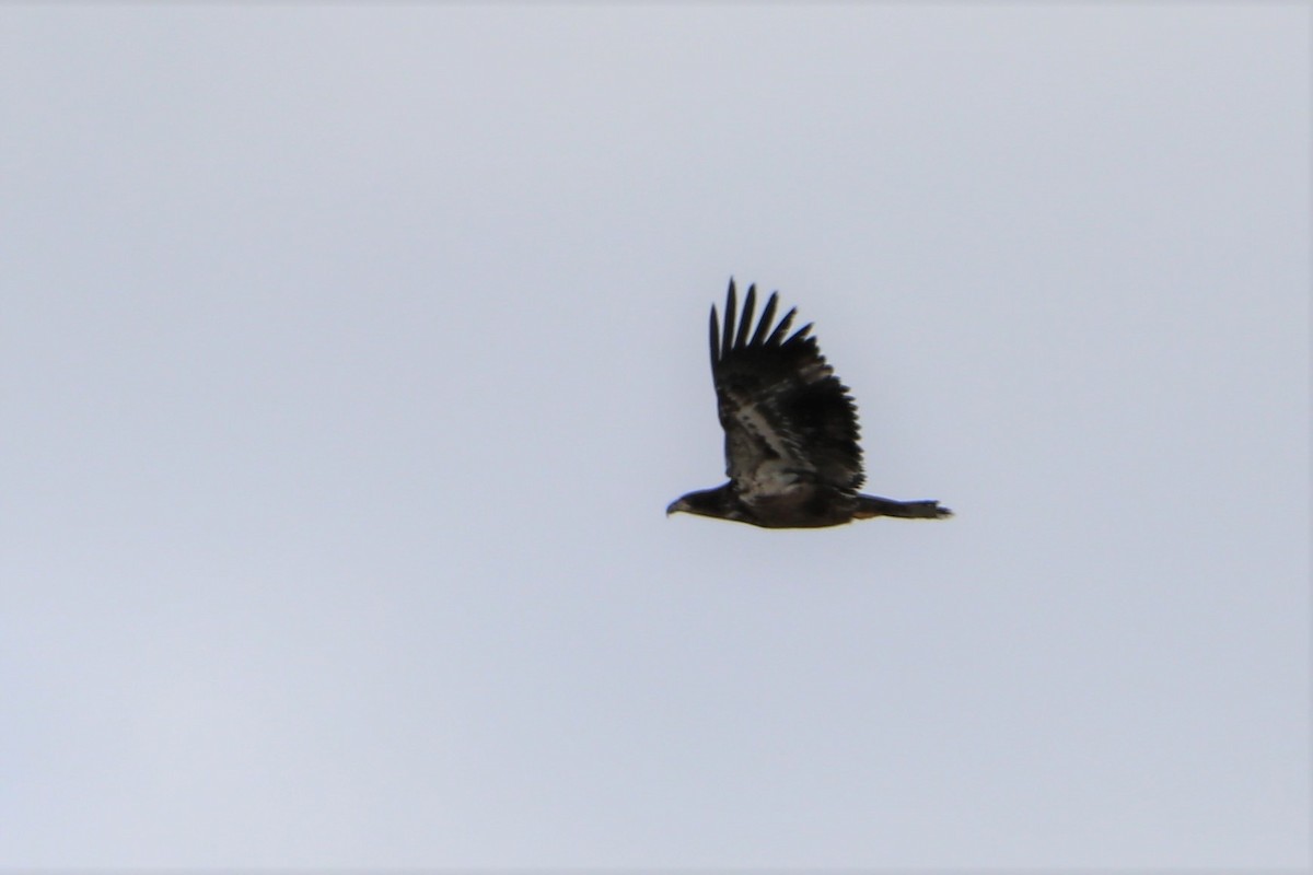Bald Eagle - ML149128851