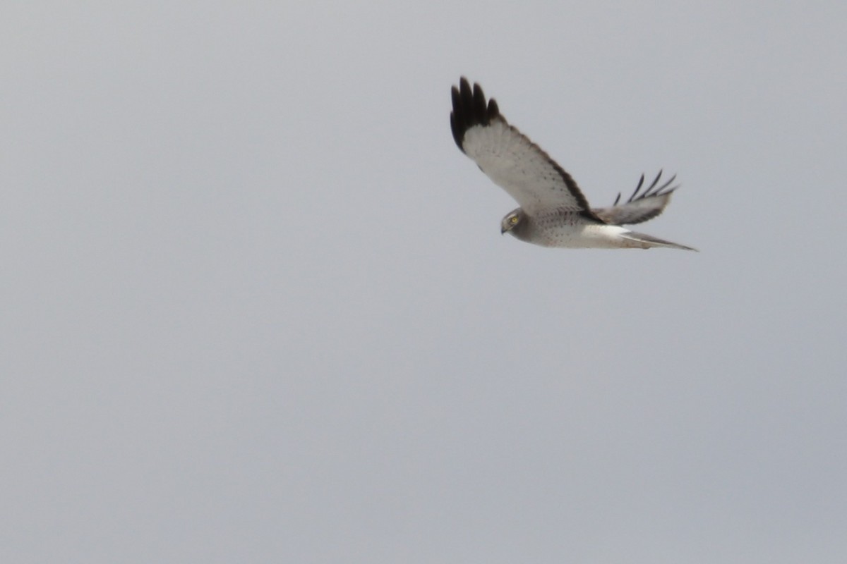 Northern Harrier - ML149128961
