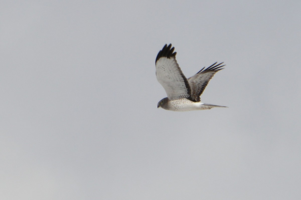 Northern Harrier - ML149128971