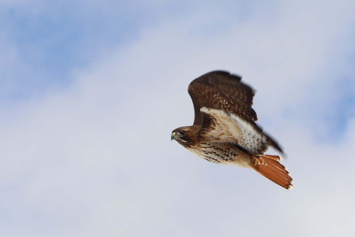 Red-tailed Hawk - ML149129011