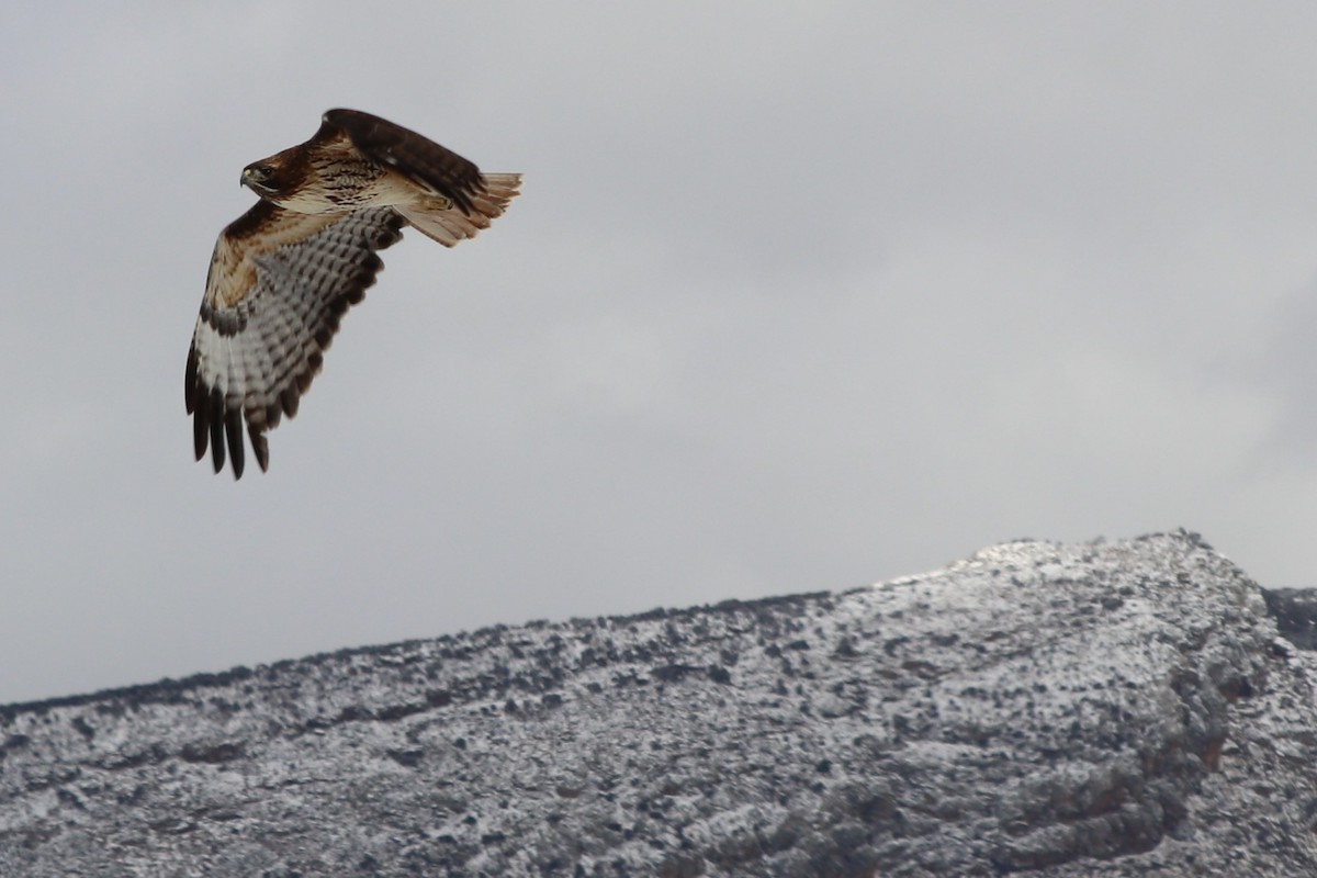 Red-tailed Hawk - ML149129021