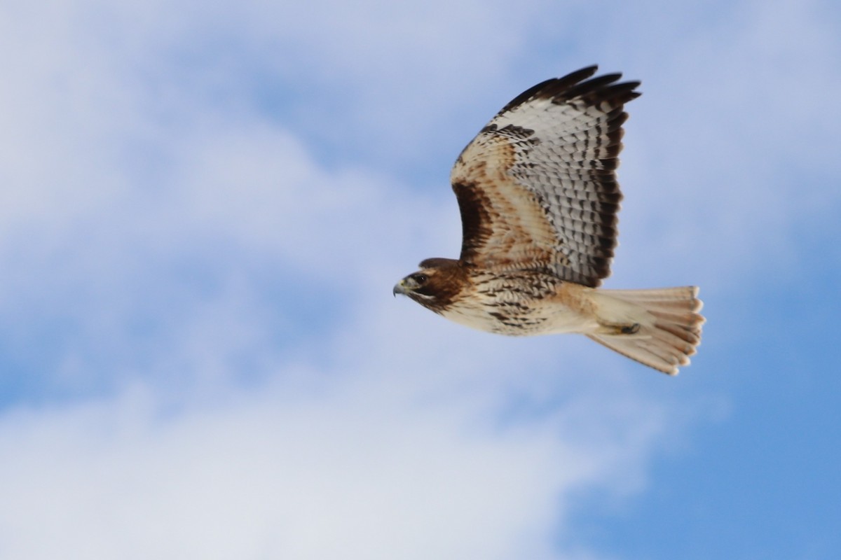 Red-tailed Hawk - ML149129041