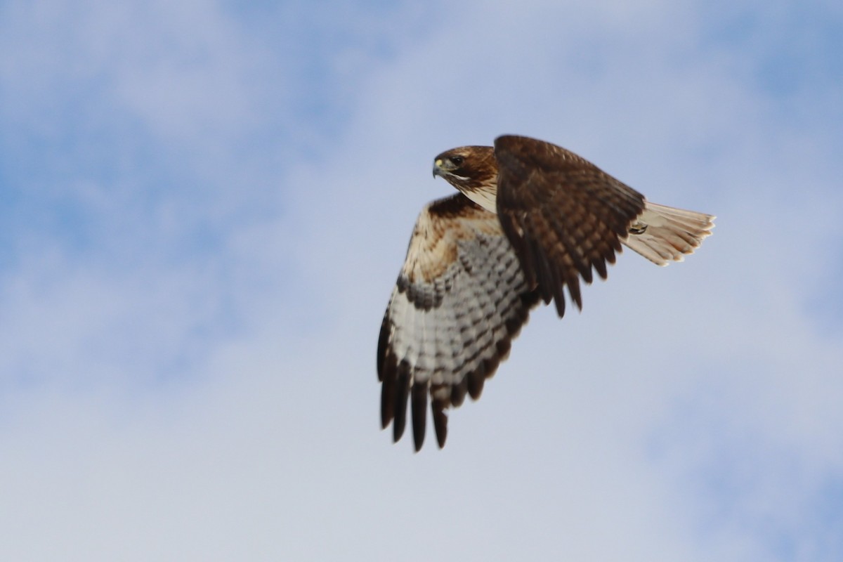 Red-tailed Hawk - ML149129061