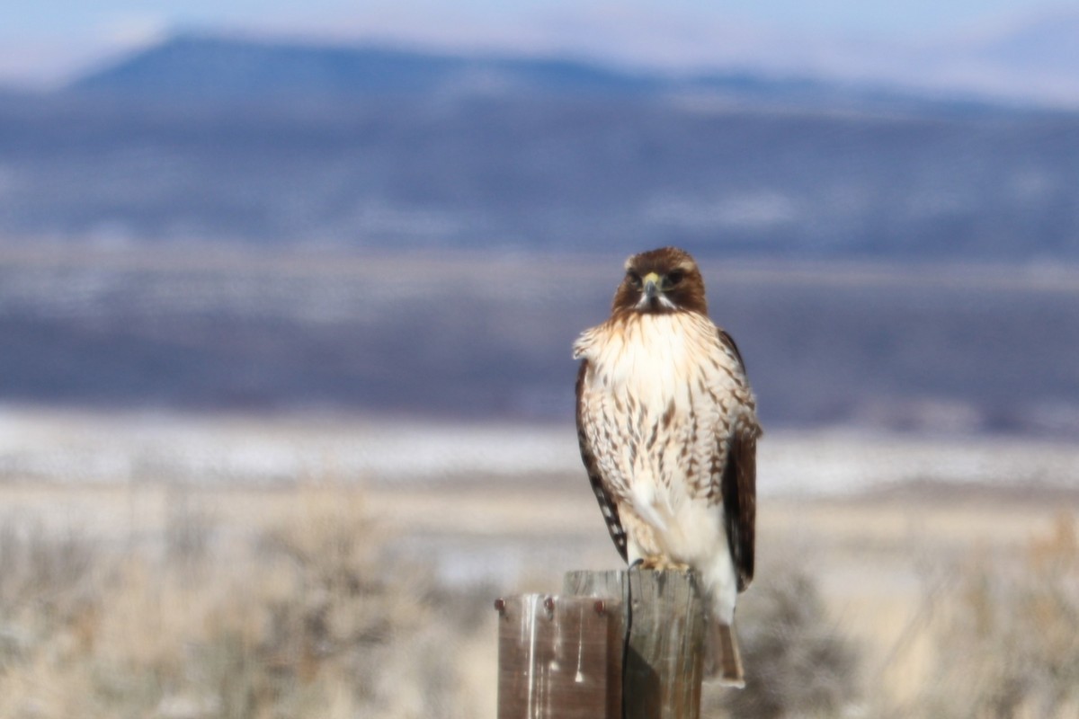Red-tailed Hawk - ML149129071