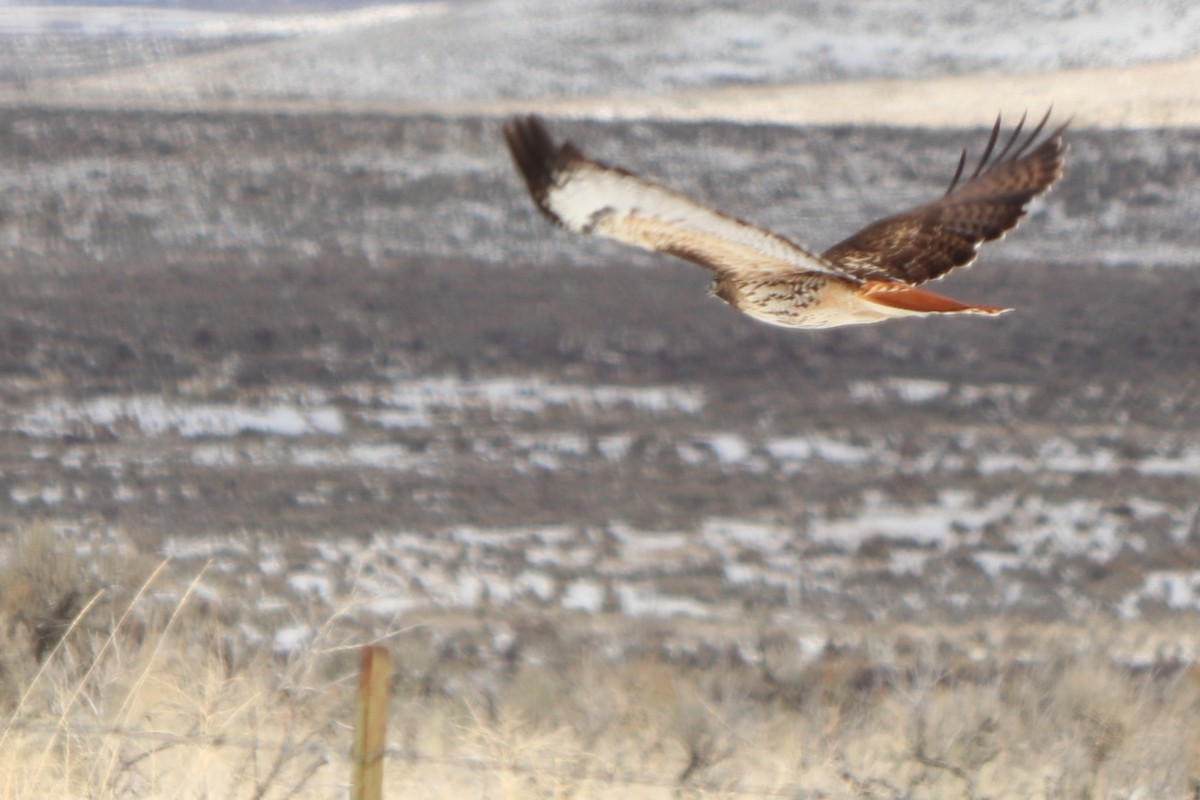 Red-tailed Hawk - ML149129081